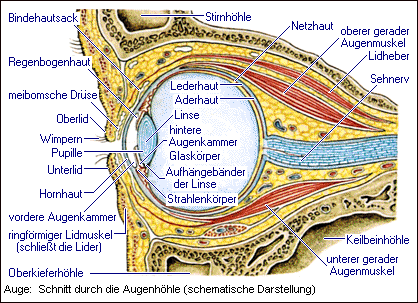 Schnitt durch die Augenhhle (schematische Darstellung)